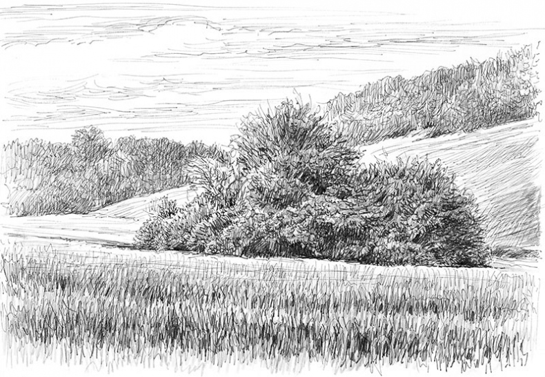 Иллюстрация к книге — Лес. Как устроена лесная экосистема [i_009.jpg]