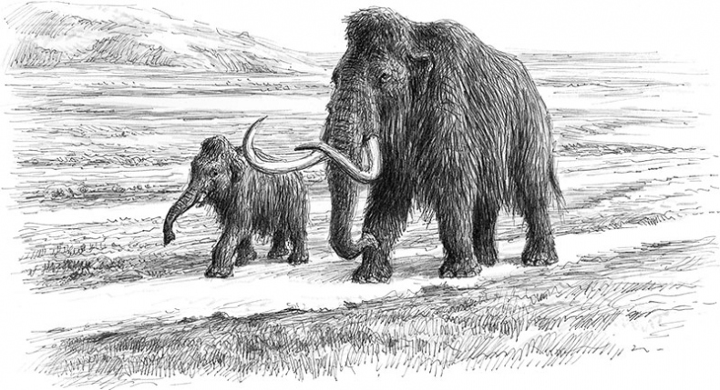 Иллюстрация к книге — Лес. Как устроена лесная экосистема [i_011.jpg]