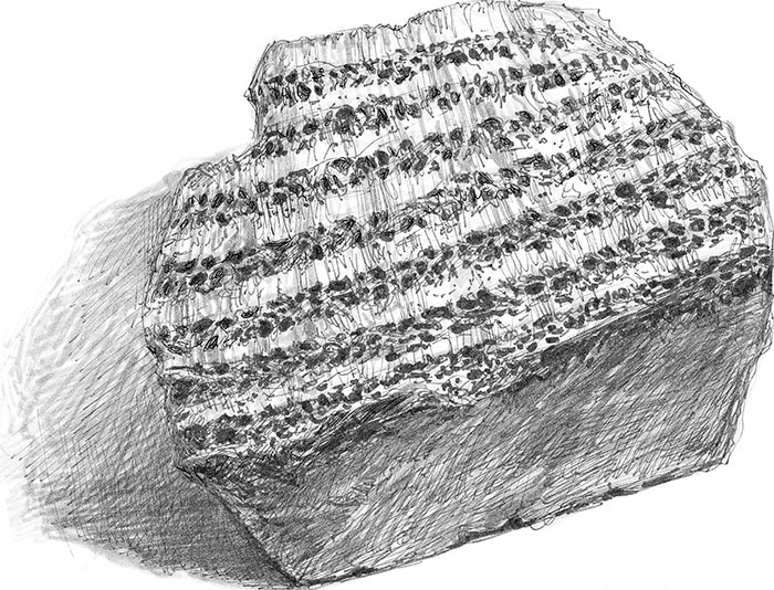 Иллюстрация к книге — Лес. Как устроена лесная экосистема [i_012.jpg]