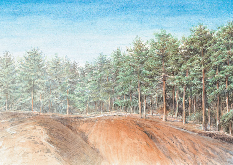 Иллюстрация к книге — Лес. Как устроена лесная экосистема [i_015.jpg]