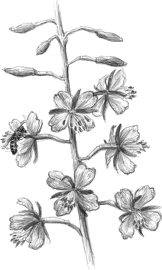 Иллюстрация к книге — Лес. Как устроена лесная экосистема [i_025.jpg]