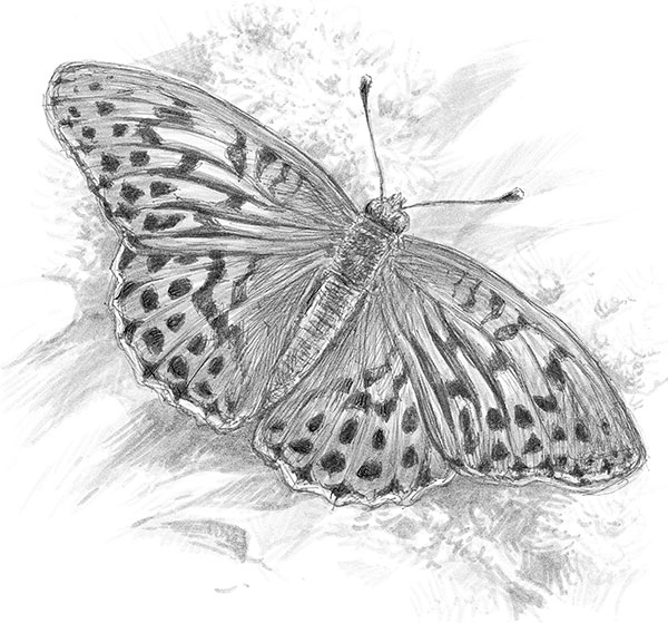 Иллюстрация к книге — Лес. Как устроена лесная экосистема [i_026.jpg]