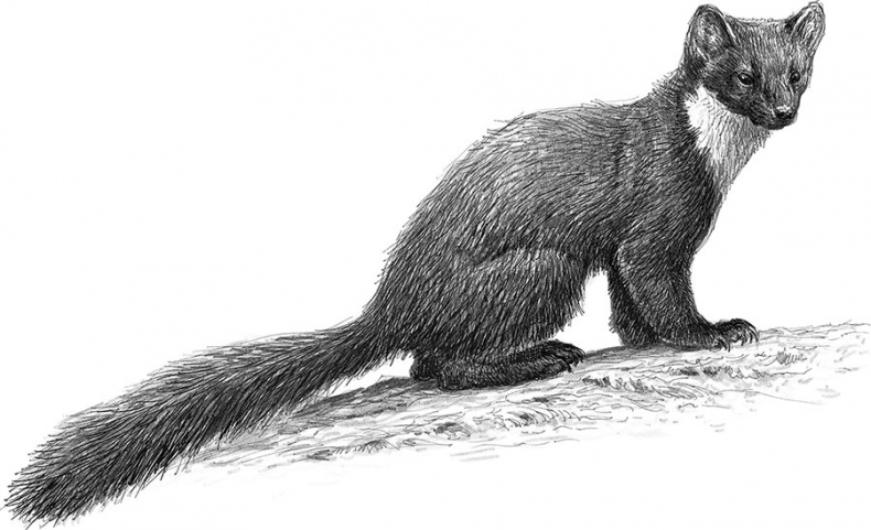 Иллюстрация к книге — Лес. Как устроена лесная экосистема [i_028.jpg]