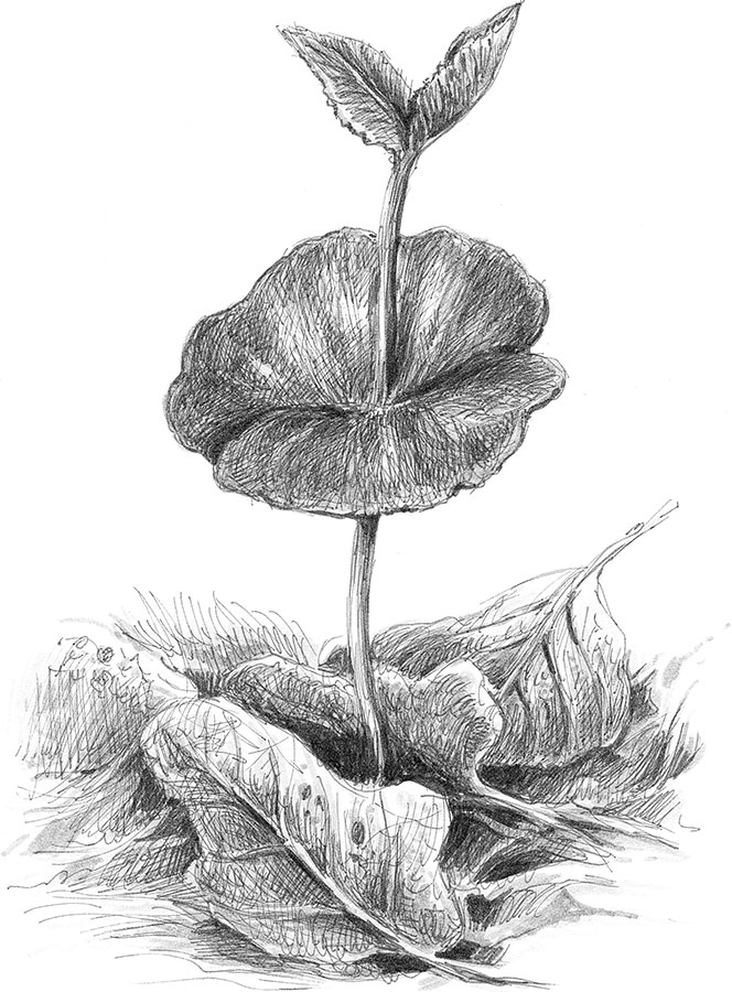 Иллюстрация к книге — Лес. Как устроена лесная экосистема [i_030.jpg]