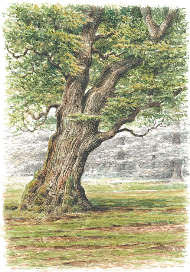 Иллюстрация к книге — Лес. Как устроена лесная экосистема [i_032.jpg]