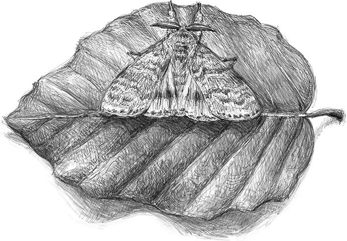 Иллюстрация к книге — Лес. Как устроена лесная экосистема [i_033.jpg]