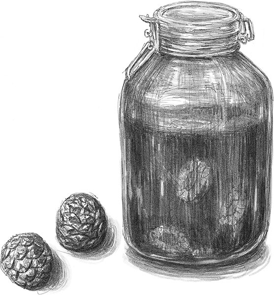 Иллюстрация к книге — Лес. Как устроена лесная экосистема [i_037.jpg]