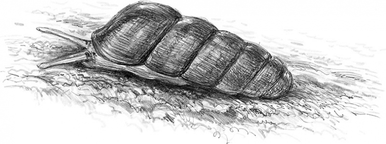 Иллюстрация к книге — Лес. Как устроена лесная экосистема [i_039.jpg]