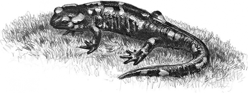 Иллюстрация к книге — Лес. Как устроена лесная экосистема [i_040.jpg]