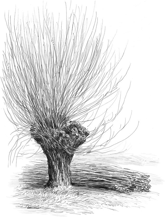 Иллюстрация к книге — Лес. Как устроена лесная экосистема [i_041.jpg]