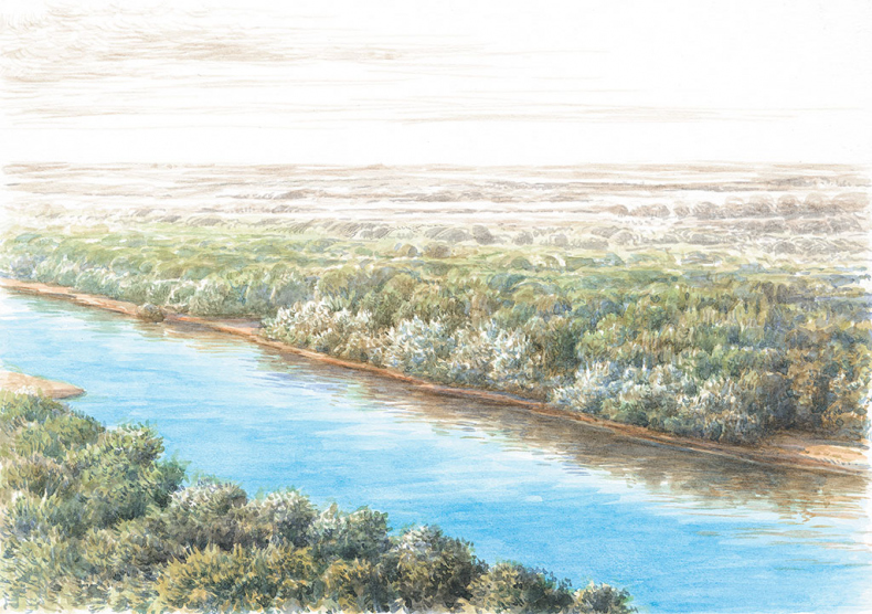 Иллюстрация к книге — Лес. Как устроена лесная экосистема [i_042.jpg]