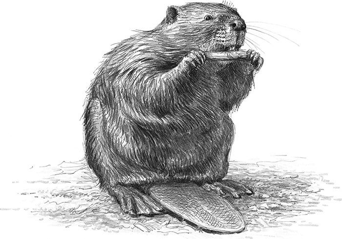 Иллюстрация к книге — Лес. Как устроена лесная экосистема [i_043.jpg]