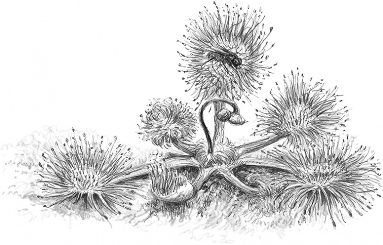 Иллюстрация к книге — Лес. Как устроена лесная экосистема [i_044.jpg]