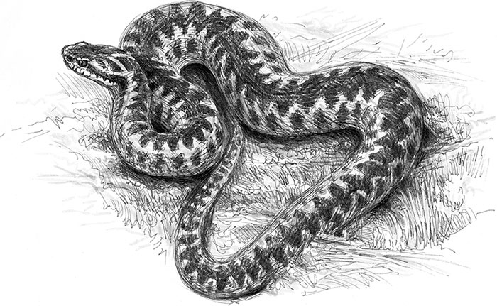 Иллюстрация к книге — Лес. Как устроена лесная экосистема [i_045.jpg]