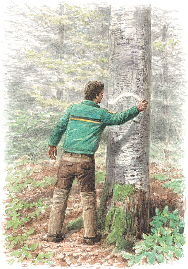 Иллюстрация к книге — Лес. Как устроена лесная экосистема [i_050.jpg]