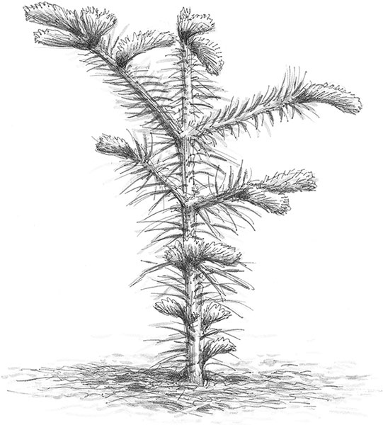 Иллюстрация к книге — Лес. Как устроена лесная экосистема [i_055.jpg]