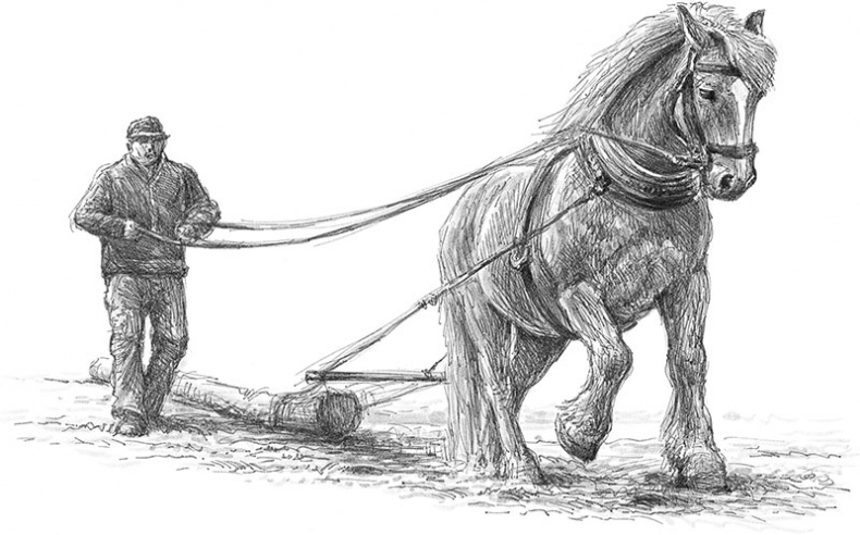 Иллюстрация к книге — Лес. Как устроена лесная экосистема [i_058.jpg]