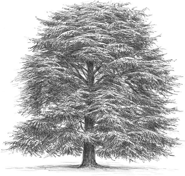 Иллюстрация к книге — Лес. Как устроена лесная экосистема [i_061.jpg]