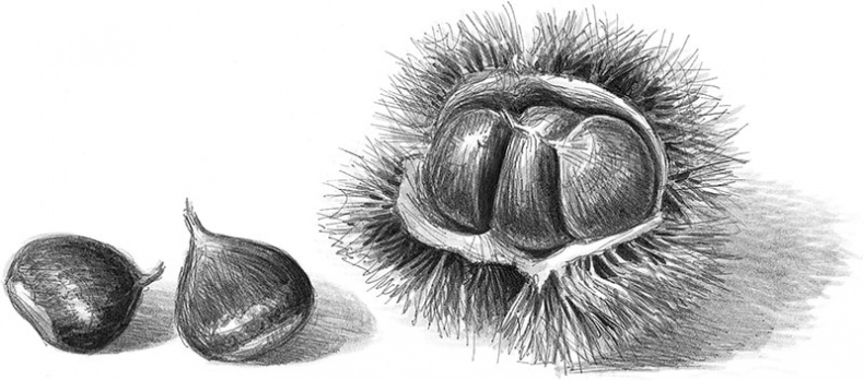 Иллюстрация к книге — Лес. Как устроена лесная экосистема [i_062.jpg]