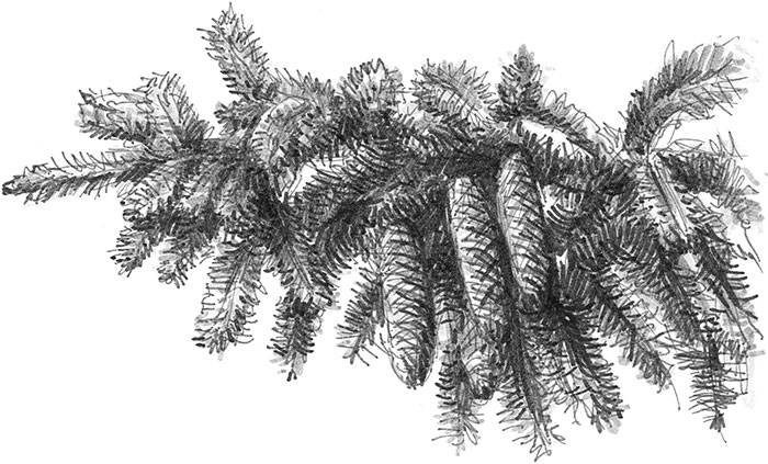 Иллюстрация к книге — Лес. Как устроена лесная экосистема [i_063.jpg]