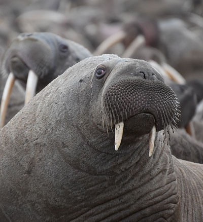 Иллюстрация к книге — Сибирь научит. Как финский журналист прожил со своей семьей год в Якутии [i_019.jpg]