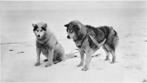 Иллюстрация к книге — Белый эскимос [i_016.jpg]