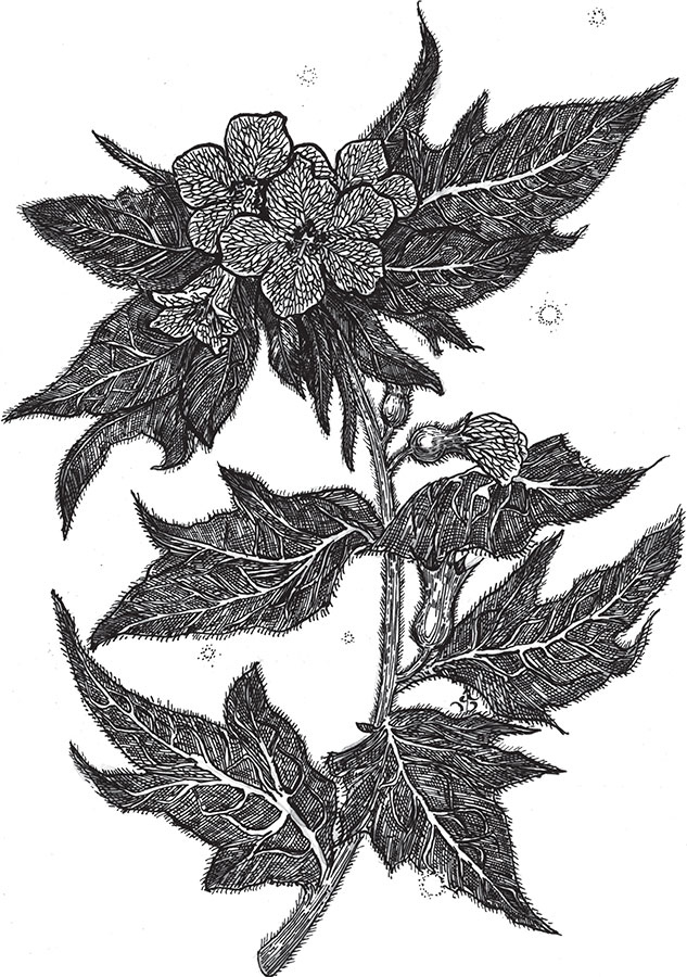 Иллюстрация к книге — Яды: вокруг и внутри. Путеводитель по самым опасным веществам на планете [i_008.jpg]