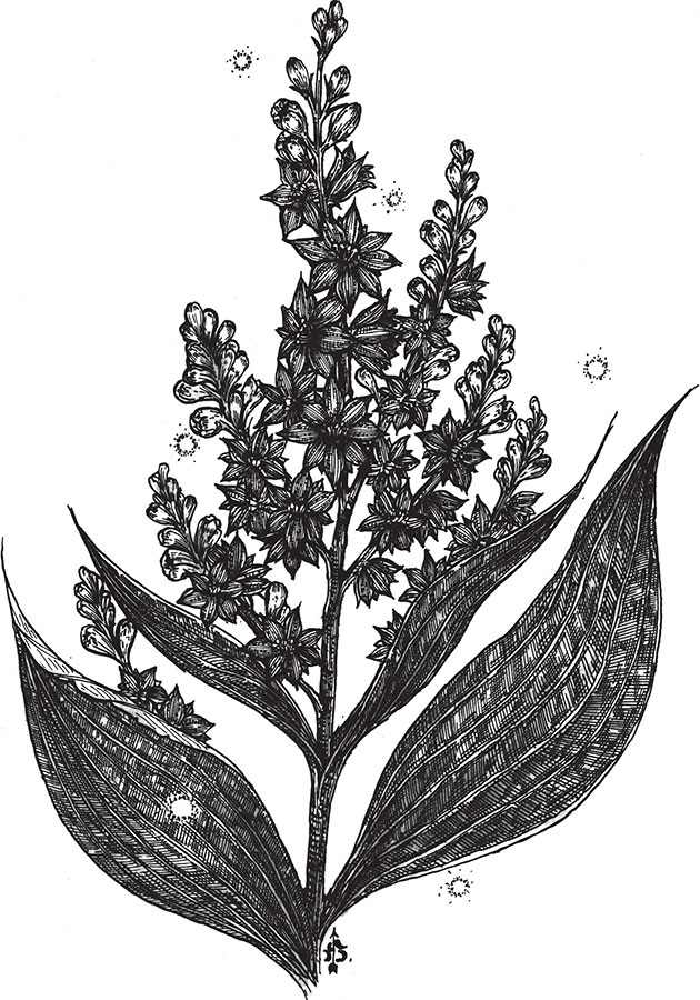 Иллюстрация к книге — Яды: вокруг и внутри. Путеводитель по самым опасным веществам на планете [i_016.jpg]