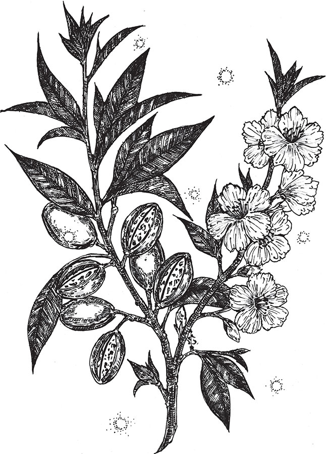 Иллюстрация к книге — Яды: вокруг и внутри. Путеводитель по самым опасным веществам на планете [i_034.jpg]