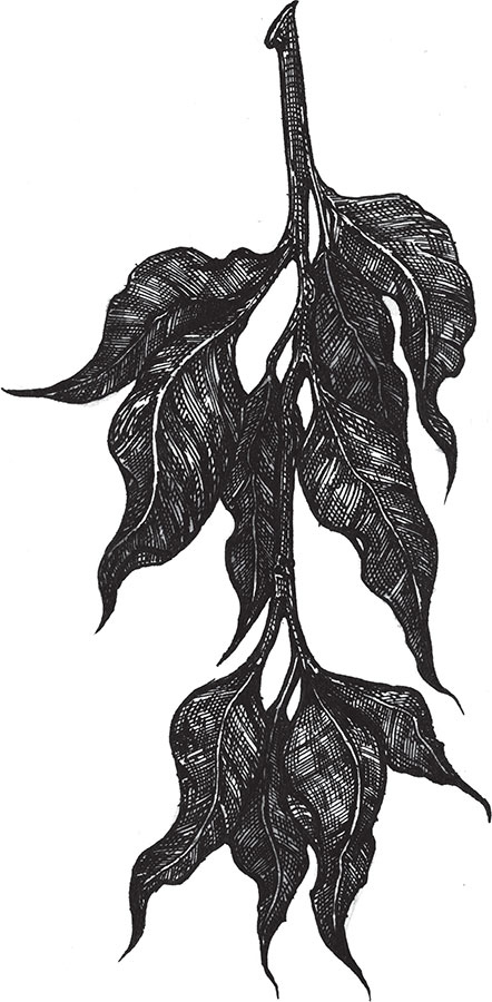 Иллюстрация к книге — Яды: вокруг и внутри. Путеводитель по самым опасным веществам на планете [i_037.jpg]