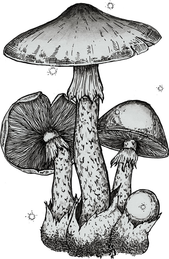 Иллюстрация к книге — Яды: вокруг и внутри. Путеводитель по самым опасным веществам на планете [i_041.jpg]