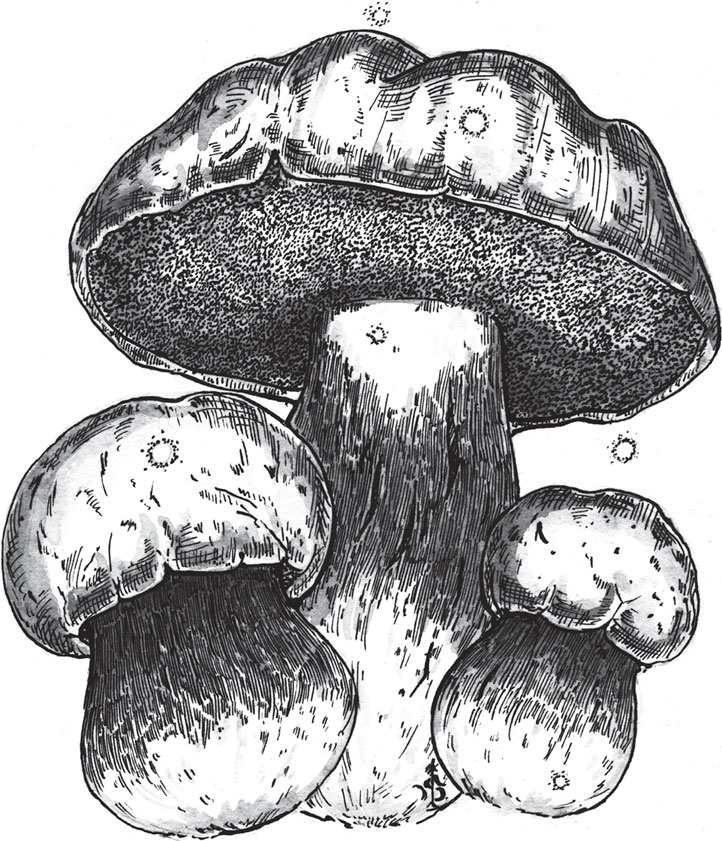 Иллюстрация к книге — Яды: вокруг и внутри. Путеводитель по самым опасным веществам на планете [i_044.jpg]