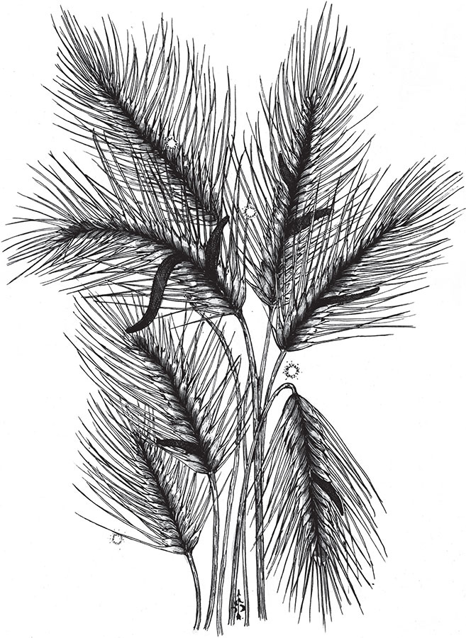 Иллюстрация к книге — Яды: вокруг и внутри. Путеводитель по самым опасным веществам на планете [i_049.jpg]