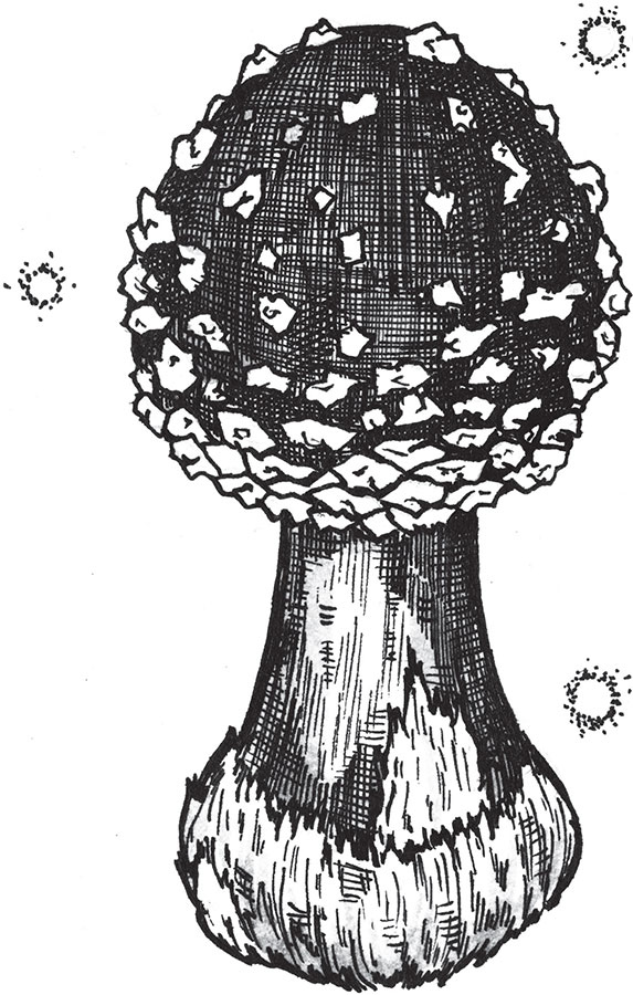 Иллюстрация к книге — Яды: вокруг и внутри. Путеводитель по самым опасным веществам на планете [i_057.jpg]