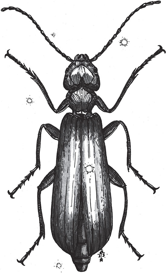 Иллюстрация к книге — Яды: вокруг и внутри. Путеводитель по самым опасным веществам на планете [i_067.jpg]