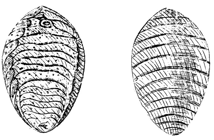 Иллюстрация к книге — Цвет. Захватывающее путешествие по оттенкам палитры [i_011.jpg]
