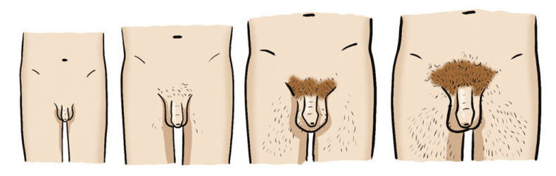 Иллюстрация к книге — Как устроены мальчики. О переменах в росте, весе, голосе, а также о гигиене и питании [i_019.jpg]