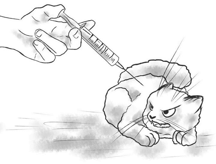 Иллюстрация к книге — На одном языке с кошкой [i_036.jpg]