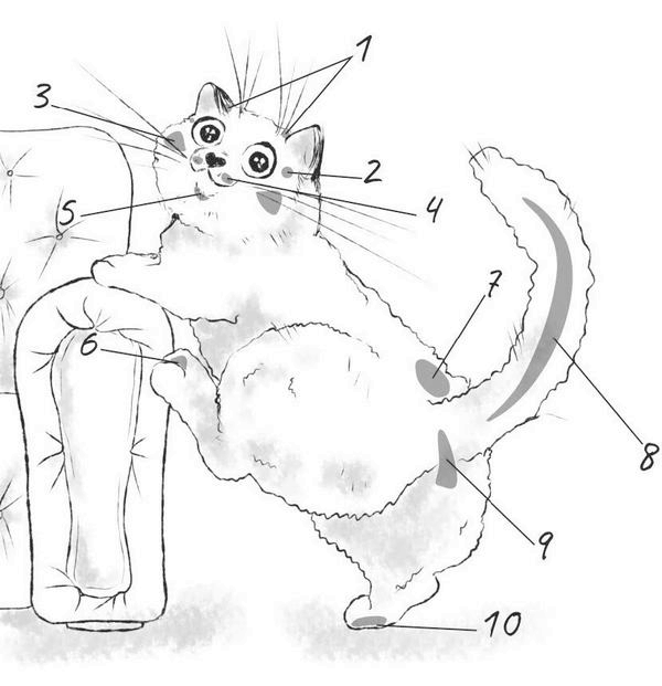 Иллюстрация к книге — На одном языке с кошкой [i_038.jpg]