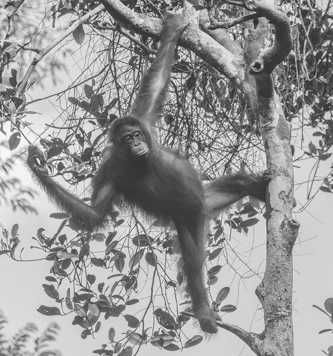 Иллюстрация к книге — Жизнь на нашей планете. Мое предупреждение миру на грани катастрофы [i_014.jpg]