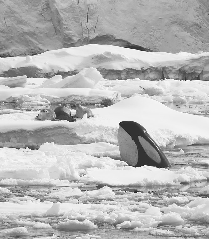 Иллюстрация к книге — Жизнь на нашей планете. Мое предупреждение миру на грани катастрофы [i_018.jpg]