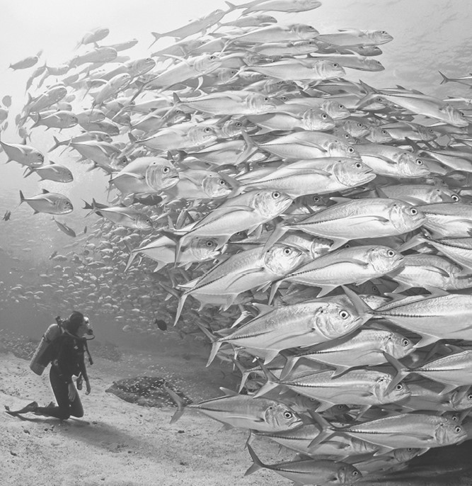 Иллюстрация к книге — Жизнь на нашей планете. Мое предупреждение миру на грани катастрофы [i_026.jpg]