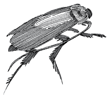 Иллюстрация к книге — Особняк с привидениями. Том 2. Полночь у мадам Леоты [i_024.jpg]