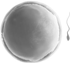 Иллюстрация к книге — Мужской фактор. Почему снижается качество спермы и как остановить этот процесс? [i_001.jpg]