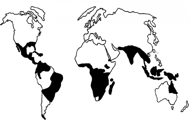 Иллюстрация к книге — Вирусы и эпидемии в истории мира. Прошлое, настоящее и будущее [i_011.jpg]