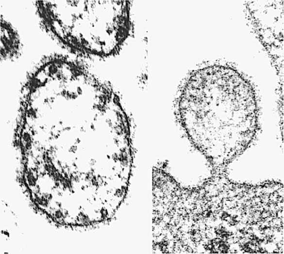 Иллюстрация к книге — Вирусы и эпидемии в истории мира. Прошлое, настоящее и будущее [i_012.jpg]