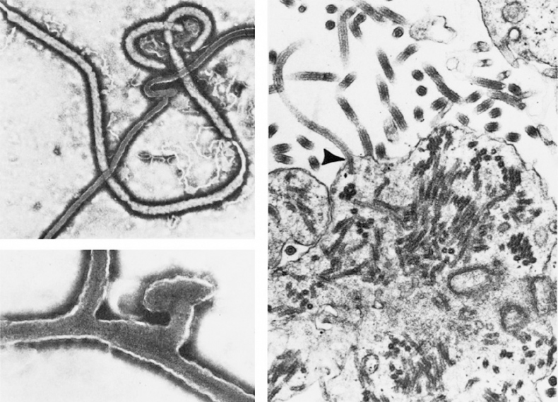 Иллюстрация к книге — Вирусы и эпидемии в истории мира. Прошлое, настоящее и будущее [i_024.jpg]