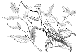 Иллюстрация к книге — Друг или враг? [_004.jpg]