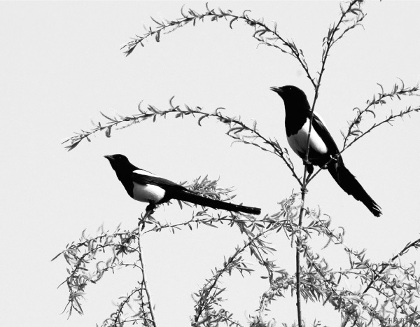 Иллюстрация к книге — Китайские притчи [i_011.jpg]