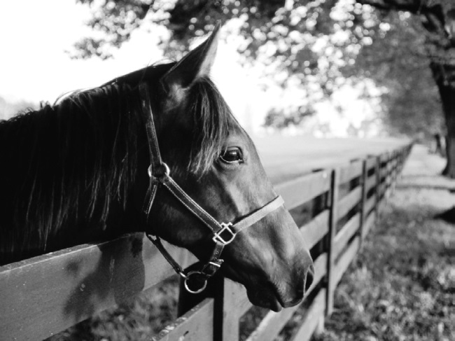 Иллюстрация к книге — Китайские притчи [i_015.jpg]